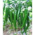 HP03 Sehui vert foncé F1 hybride piment / graines de piment dans les graines de légumes
